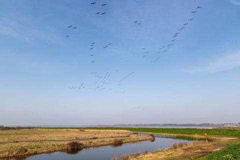 Flock of geese flying over coastal landscape, River Colne, East Mersea Flats, Mersea Island, Essex,