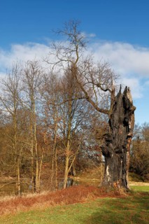 Deadwood oak after lightning strike, secondary habitat for beetles and woodpeckers, Middle Elbe