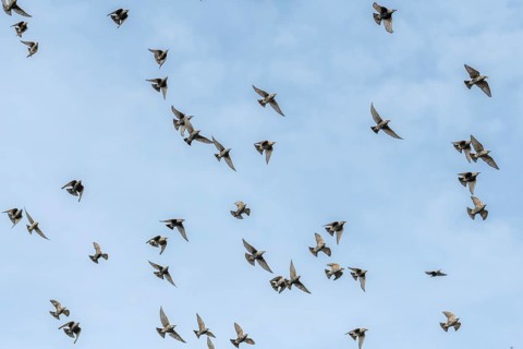 Common (Sturnus vulgaris) starlings fly together, in perfect symbiosis to protect themselves from