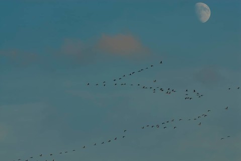 Crane (Grus grus), autumnal crane migration at rising moon, Mecklenburg-Western Pomerania, Germany,