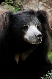 Sloth bear (Melursus ursinus), captive, occurring in South Asia