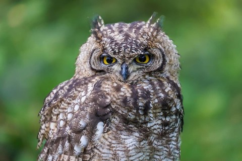 Eurasian Eagle-owl (Bubo bengalensis), young bird, Germany, Europe
