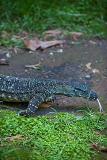 Lace monitor (Varanus varius), monitor lizard, animal, reptile, predator, fauna, Eastern Australia,