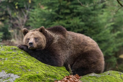 Brown Bear (Ursus arctos), animal enclosure, Bavarian Forest National Park, Bavaria, Germany,