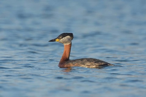 Red-necked grebe (Podiceps grisegena), swims in the water, Lake Neusiedl National Park, Burgenland,
