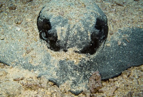 Close-up of mangrove stingray (Urogymnus granulatus) head camouflaged with sand White-tailed