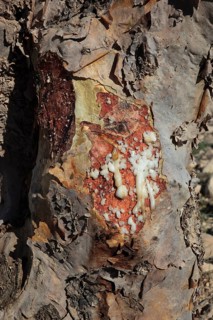 Wadi Dawqah, Incense Tree Cultures, UNESCO World Heritage Site, frankincense (Boswellia Sacra)