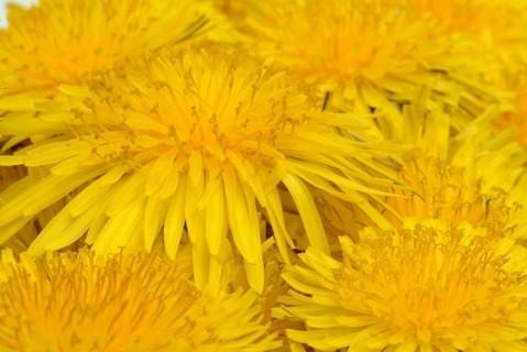 Common dandelion (Taraxacum) Ruderalia, Taraxacum officinale, medicinal plant, the most important