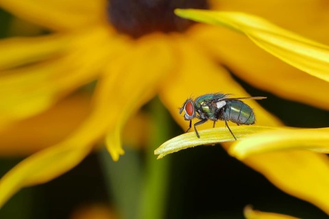 Common green bottle fly (Lucilia sericata), on yellow coneflower (Echinacea paradoxa), Wilden,