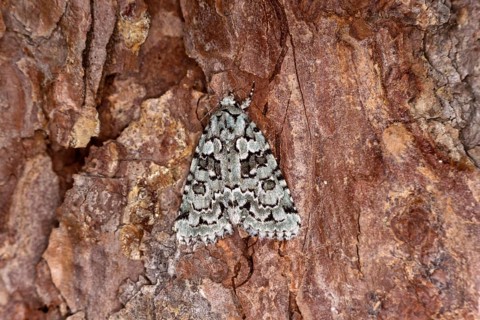 Marbled green (Nyctobrya muralis), Valais, Switzerland, Europe