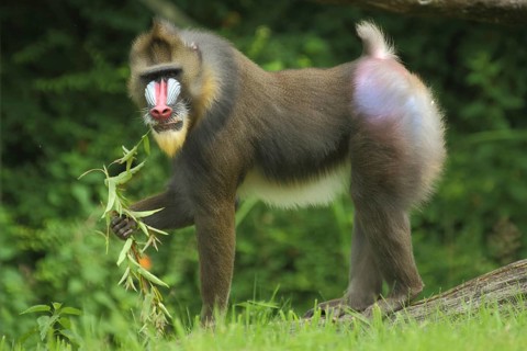 Mandrill (Mandrillus sphinx), male, eat, food, guenon, guenon, Anthropoidae, catarrhines
