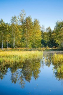 The first rays of sunlight bathe the birch forest and grasses in a warm light, clouds of mist drift