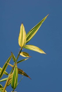 Japanese wood bamboo, leaves (Phyllostachys bambusoides)