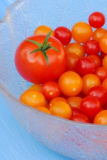 Cherry tomato and wild tomatoes (Solanum peruvianum)
