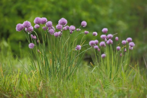 Perennial chive (Allium schoenoprasum) with dewdrops, flowering, natural habitat, nature,