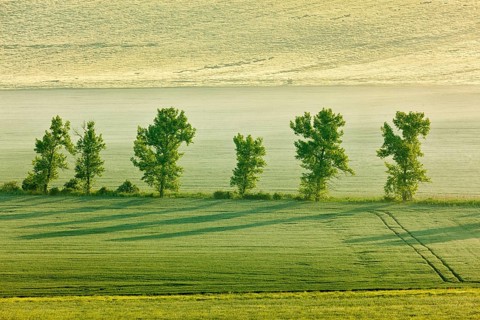 Moravian rolling landscape with trees in early morning haze. Moravia, Czech Republic, Europe