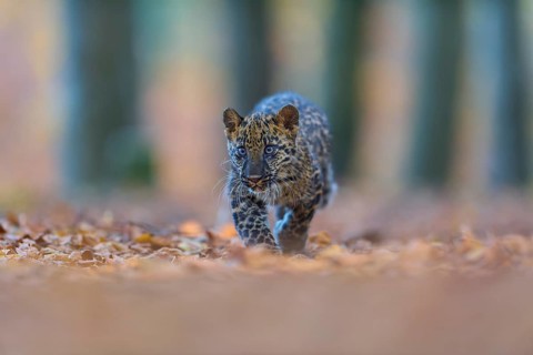 Indian leopard (Panthera pardus fusca), young animal running in forest