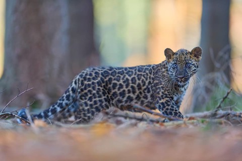 Indian leopard (Panthera pardus fusca), young animal in forest