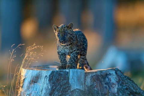 Indian leopard (Panthera pardus fusca), young animal on tree trunk in forest