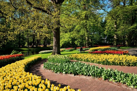 Blooming pink tulips flowerbeds in Keukenhof flower garden, also known as the Garden of Europe, one