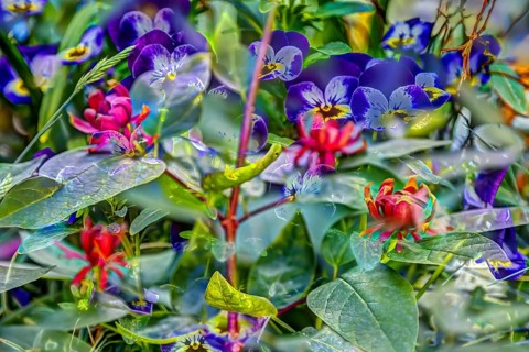 Large-flowered field pansy, viola (plant) (Viola), real carolina sweetshrub (Calycanthus floridus),