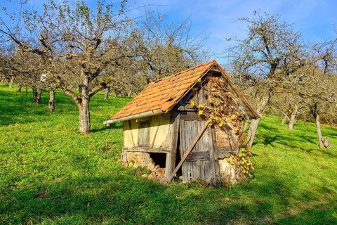Autumn meadow orchard with small rustic hut in the vineyards of Metzingen, Baden-Württemberg,