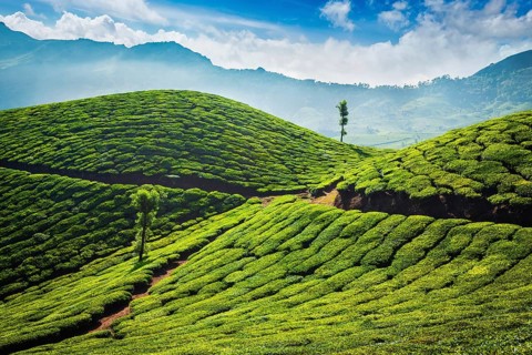 Green tea plantations in the morning. Munnar, Kerala state, India, Asia