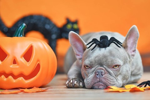 Grumpy Halloween French Bulldog dog with carved pumpkin, autumn leaves, spider on head and black
