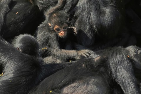 Columbia colombian spider monkeys (Ateles fusciceps robustus), Ateles, Spider Monkey, Spider