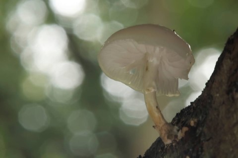 Porcelain fungus (Oudemansiella mucida) with bokehs, view from below, Lorsbach, Hofheim, Taunus,