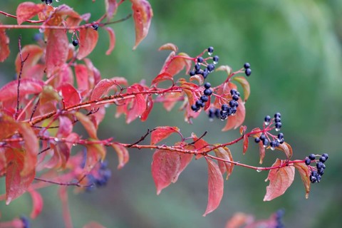 Common dogwood (Cornus sanguinea), Germany, Europe