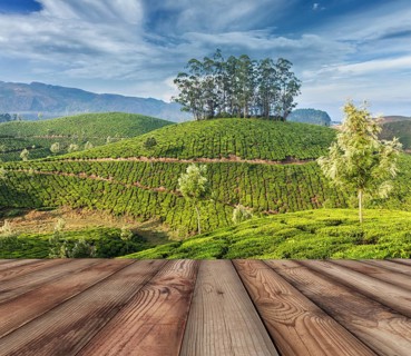 Wood planks floor with green tea plantations in background. Munnar, Kerala, India, Asia