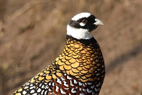 Reeves's pheasant (Syrmaticus reevesii), portrait, male, captive