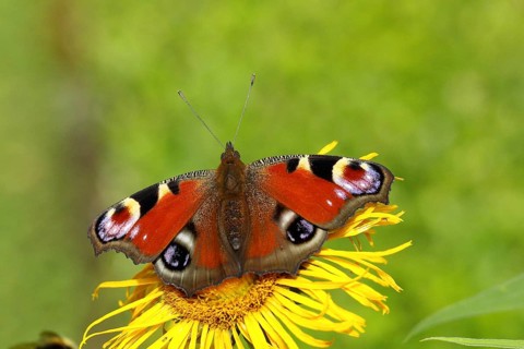 European peacock (Aglais io) on yellow flower, North Rhine-Westphalia, Germany, Europe