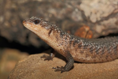 Philippines water skink (Tropidophorus grayi), water skink, skink, skink, lizards, lizard, captive