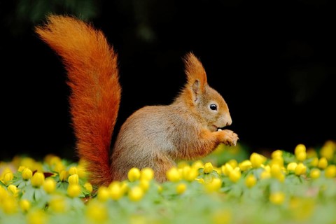 Eurasian red squirrel (Sciurus vulgaris) feeding in pose and flower meadow with Southern European