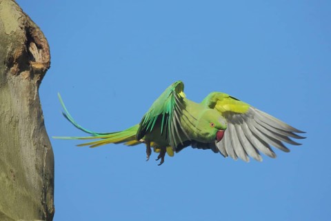 Rose-ringed parakeet (Psittacula krameri) flying out of breeding hole on tree trunk, feathers, wing
