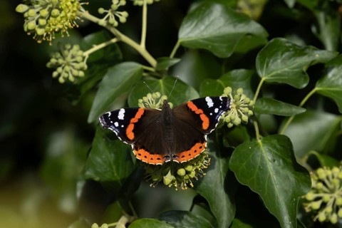 Red admiral (Vanessa atalanta) butterfly adult feeding on an Ivy (Hedera helix) flower, Suffolk,