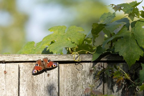 Peacock butterfly (Aglais io) adult resting on a garden fence, Suffolk, England, United Kingdom,