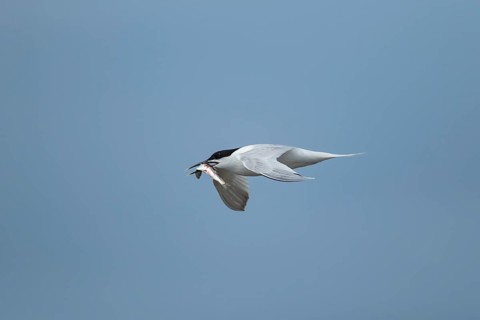 Sandwich tern (Thalasseus sandvicensis) adult bird in flight with a fish in its beak, Norfolk,