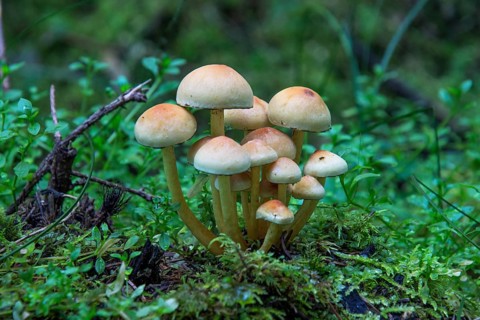 Smoke-leaved Sulphur Head (Hypholoma capnoides) in moss, Baden-Württemberg, Germany, Europe