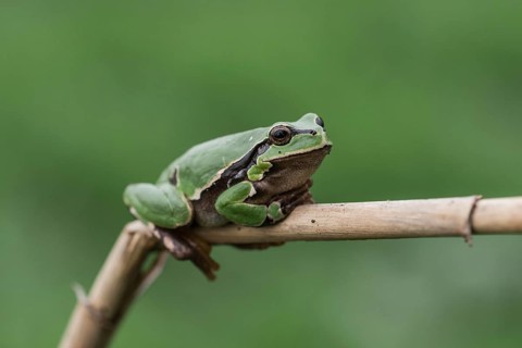 European tree frog (Hyla arborea) sits on a reed stalk, Lake Neusiedl National Park, Burgenland,