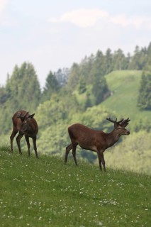 Red deer (Cervus elaphus) Deer with velvet antlers in a mountain meadow, Allgäu, Bavaria, Germany,