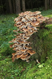 Fungus, Hallimasch (Armillaria gemina) on old tree stump, Allgäu, Bavaria, Germany, Europe