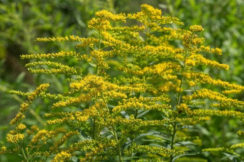 Giant goldenrod (Solidago gigantea), also known as tall goldenrod, yellow flowering,