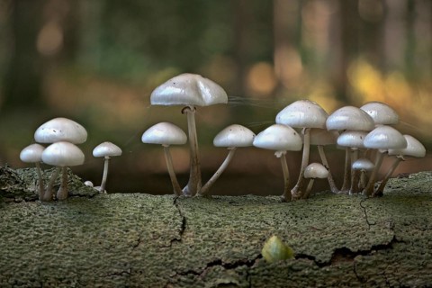 Porcelain fungi (Oudemansiella mucida), Emsland, Lower Saxony, Germany, Europe