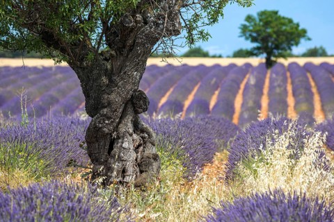 Trees in a lavender field, flowering true lavender (Lavandula angustifolia), near Puimoisson,