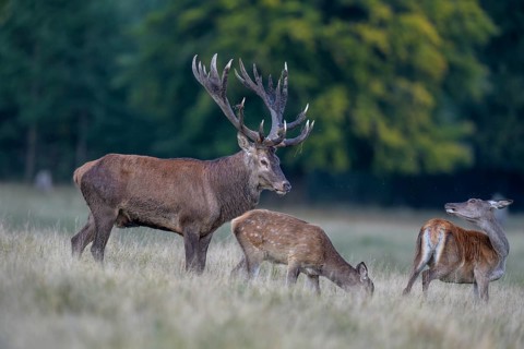 Red deer (Cervus elaphus), with mud in antlers standing in a meadow with adult and calf, rutting,