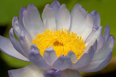 Giant water lily (Nymphaea gigantea), giant water lily