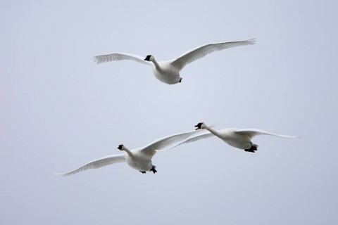 Trumpeter swans (Cygnus buccinator), Minnesota, releasable, USA, North America